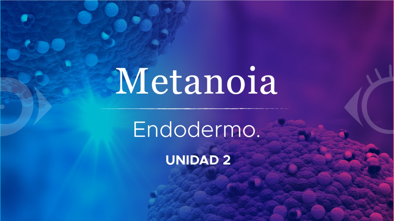 Endodermo