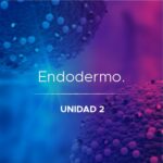 endodermo